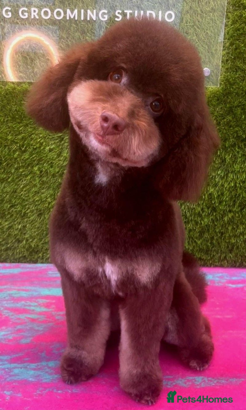 Toy Poodle dogs Non fading chocolate phantom toy Poodle for stud - Advert 2