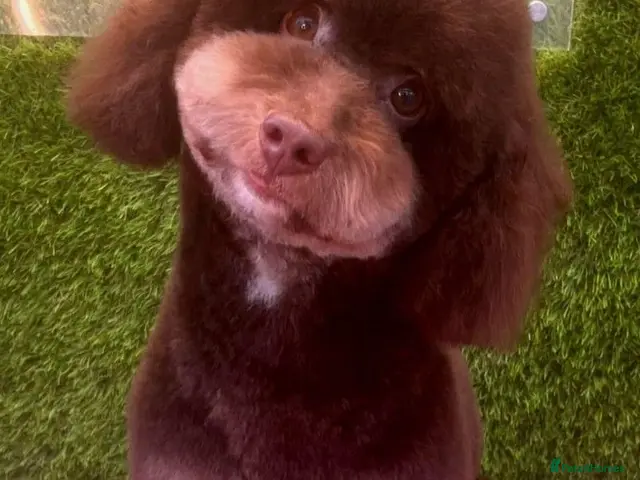 Toy Poodle dogs for stud: Non fading chocolate phantom toy Poodle for stud - Advert 2