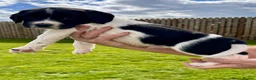 English Springer Spaniel dogs for sale: KC registered English Springer Spaniels - Advert 13