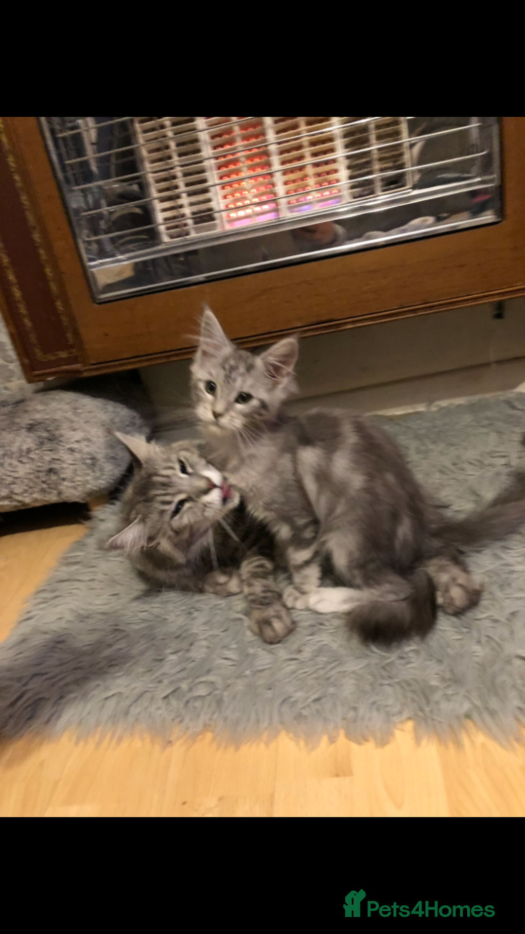 Maine Coon cats for sale: Maine coon kitten Female - Advert 3