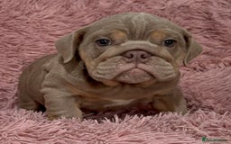 English Bulldog dogs for sale: 6 beautiful DWKC pups for sale  - Image 1