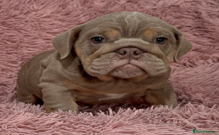 English Bulldog dogs - Advert 2