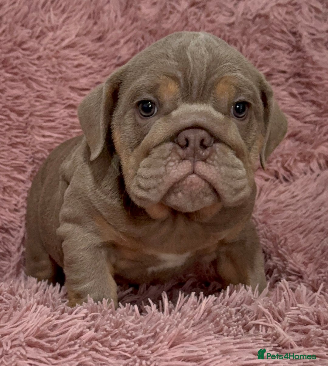English Bulldog dogs for sale: 6 beautiful DWKC pups for sale  - Image 1