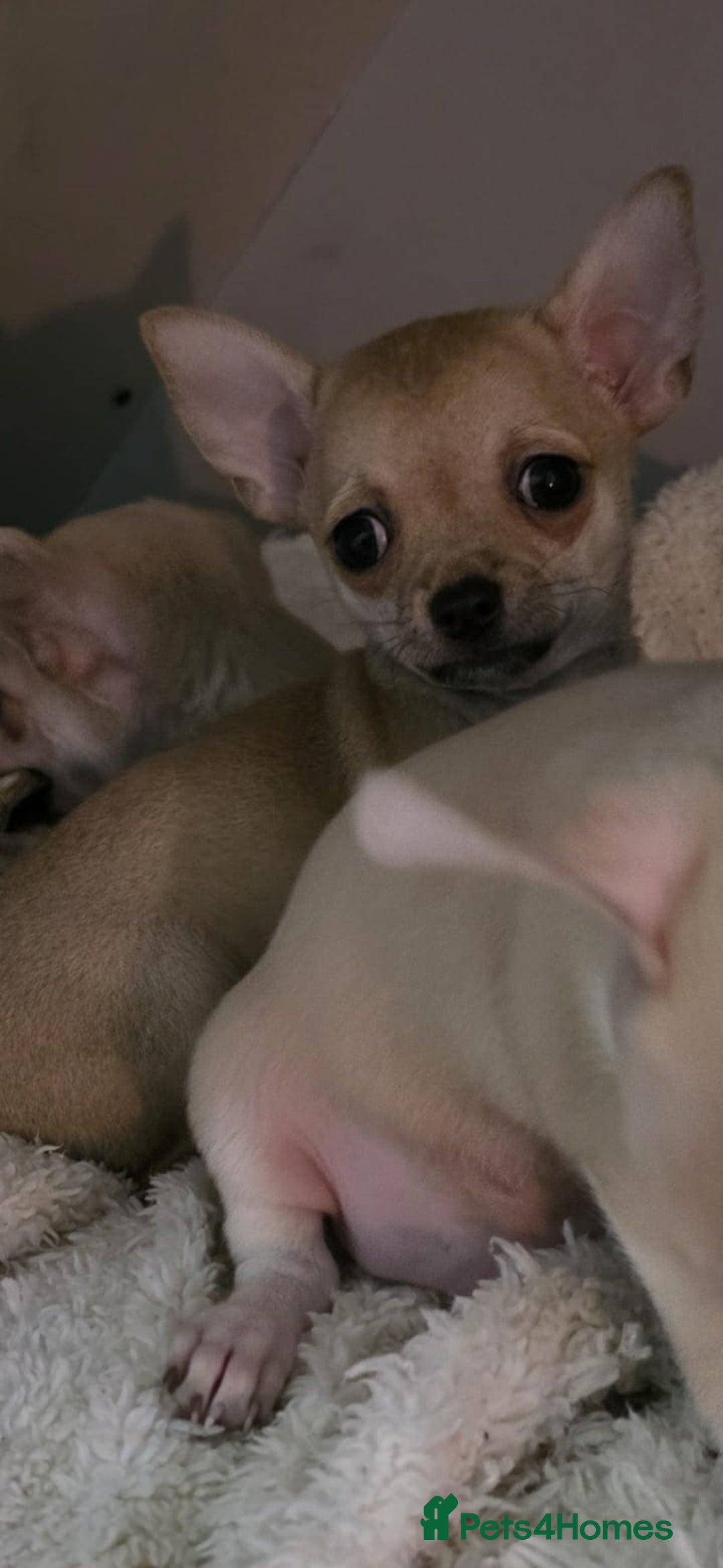Chihuahua dogs for sale: 4 boys chihuahua puppies  - Advert 9