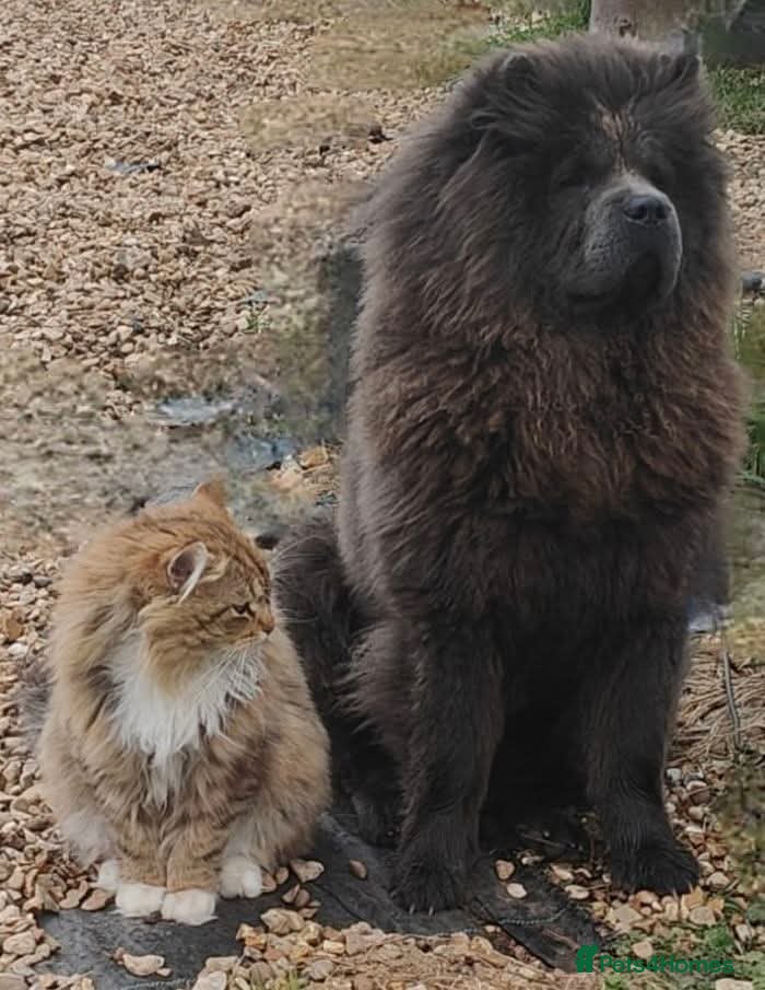 Chow Chow dogs 1 year old cat-loving chowchow  - Advert 4