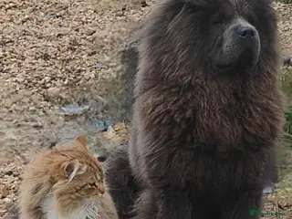 Chow Chow dogs AVAILABLE £600 1-year-old female chowchow - Advert 11