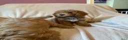 Cockapoo dogs for sale: Last Stunning cockapoo girl ready now - Advert 10