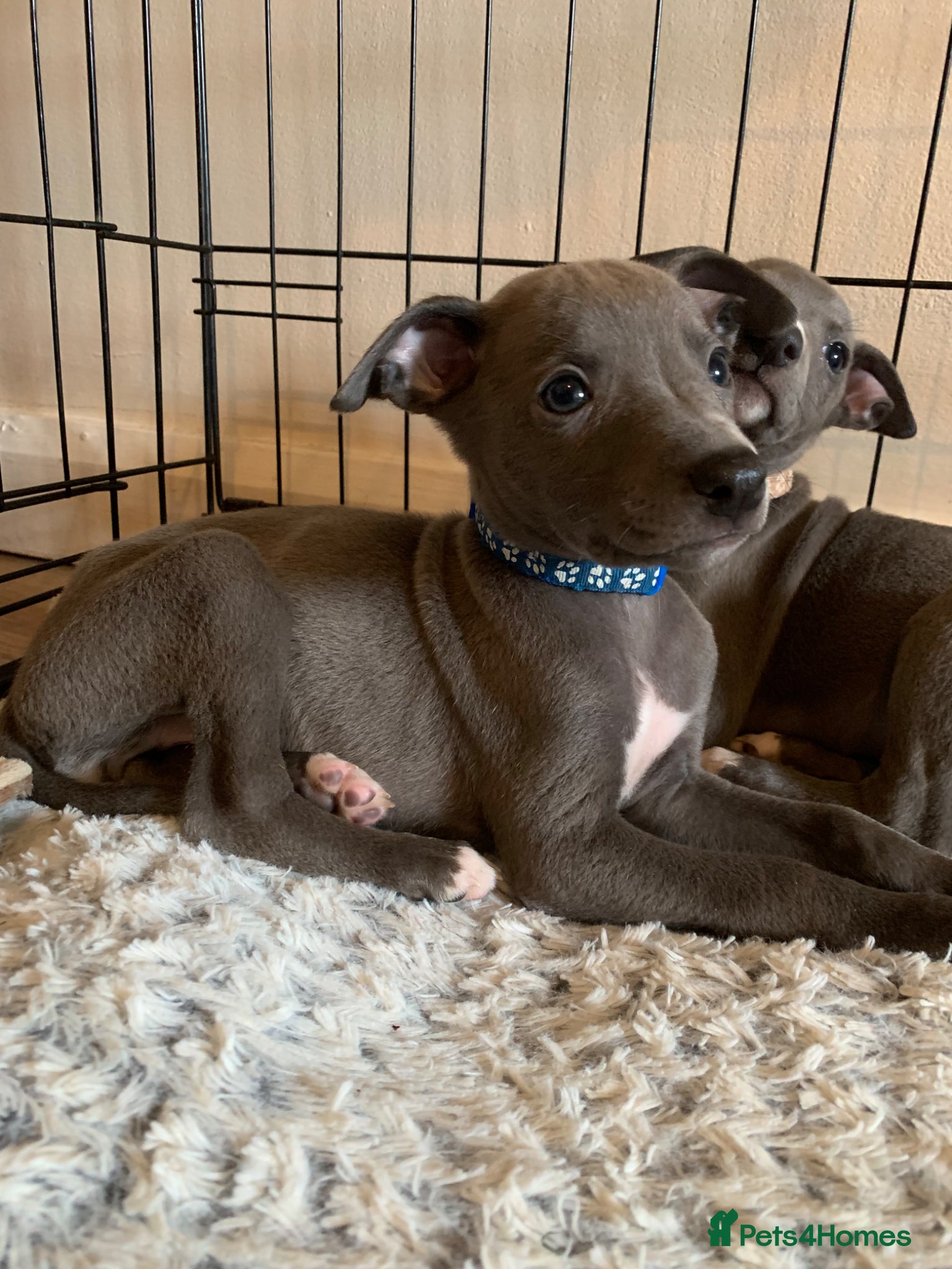 Whippet dogs Blue Kennel Club Registered Whippet pups - Advert 1