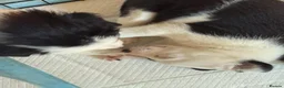 Border Collie dogs for sale: Border collie puppies seeking working/active homes - Advert 24