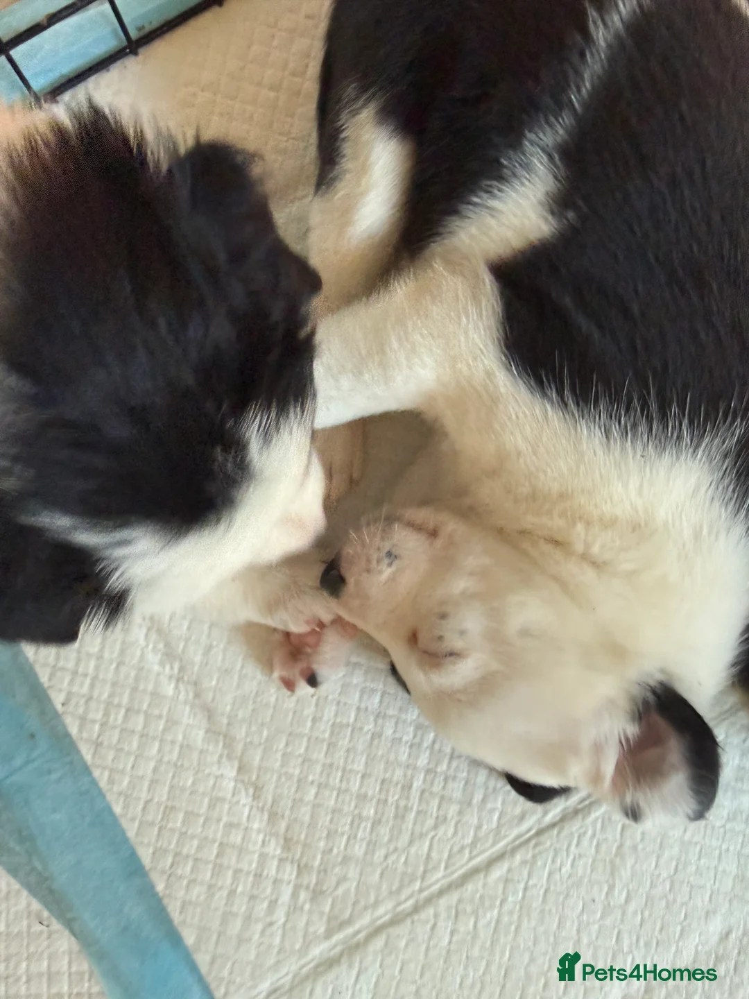 Border Collie dogs for sale: Border collie puppies seeking working/active homes - Advert 24