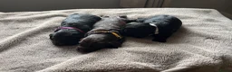 Sprocker dogs for sale: Adorable quality sprocker  puppies  - Advert 13