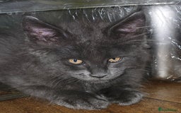 Maine Coon cats for sale: Blue Maine Coon babies - Image 3