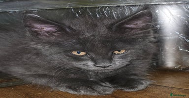 Maine Coon cats - Advert 5