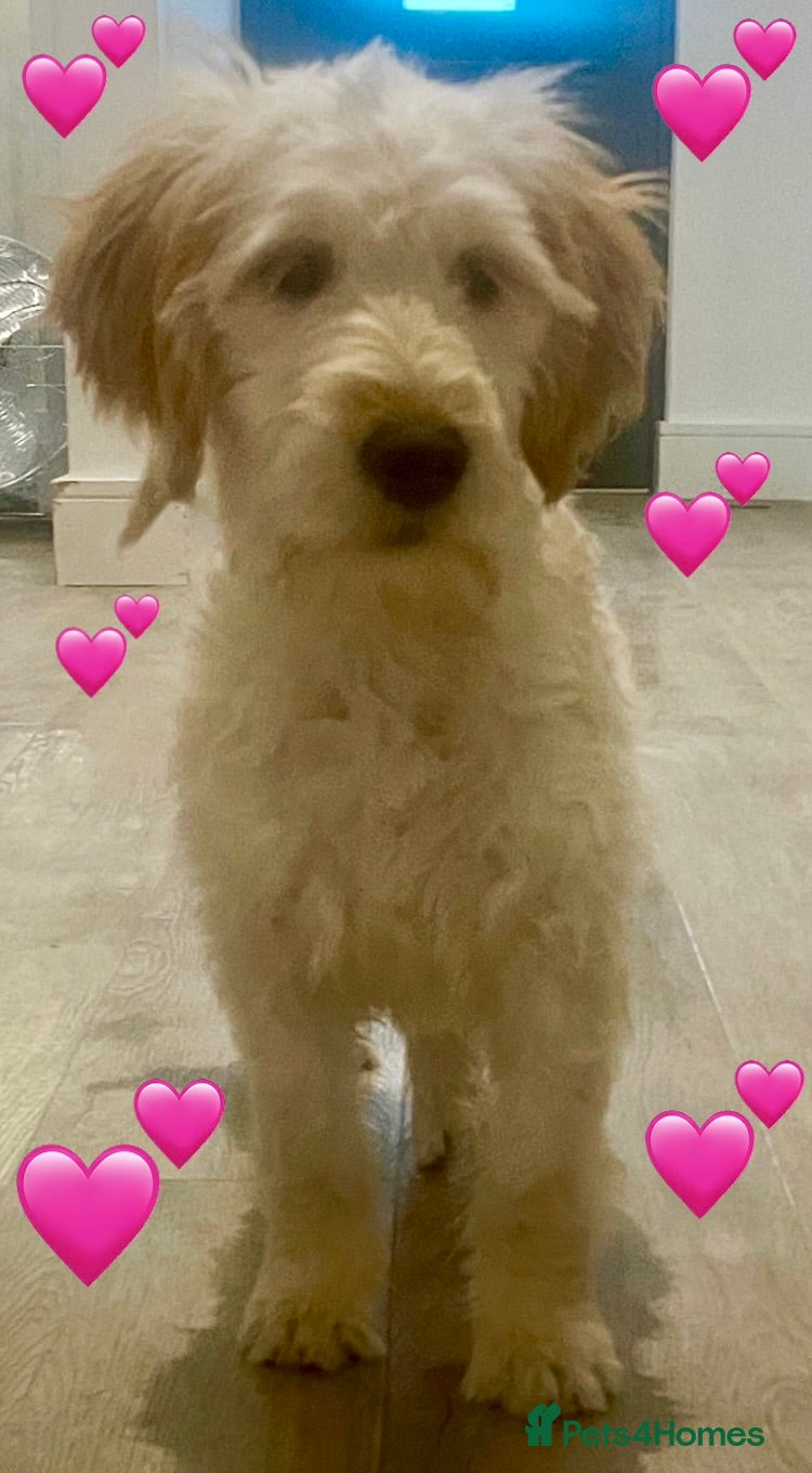 Goldendoodle dogs *LAST GIRL* F1B Goldendoodle Puppies! - Advert 3