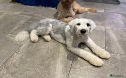 Old English Sheepdog dogs for sale: Pedigree KC registered Old English Sheepdog pups - Image 2