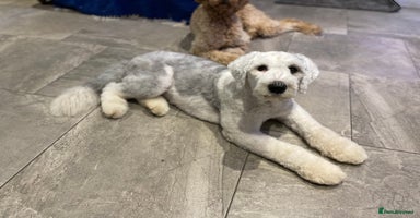 Old English Sheepdog dogs - Advert 7