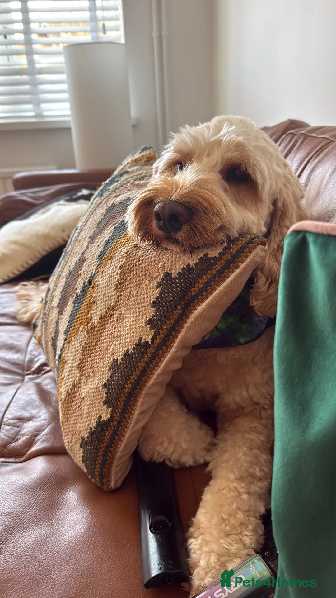 Cockapoo dogs for sale: Cockapoo 2 years old  - Advert 1