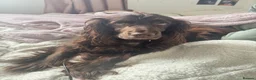 Cocker Spaniel dogs for sale: Coco the most beautiful 4 year old cocker spaniel  - Advert 2