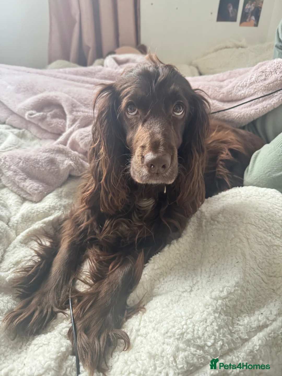 Cocker Spaniel dogs for sale: Coco the most beautiful 4 year old cocker spaniel  - Advert 2