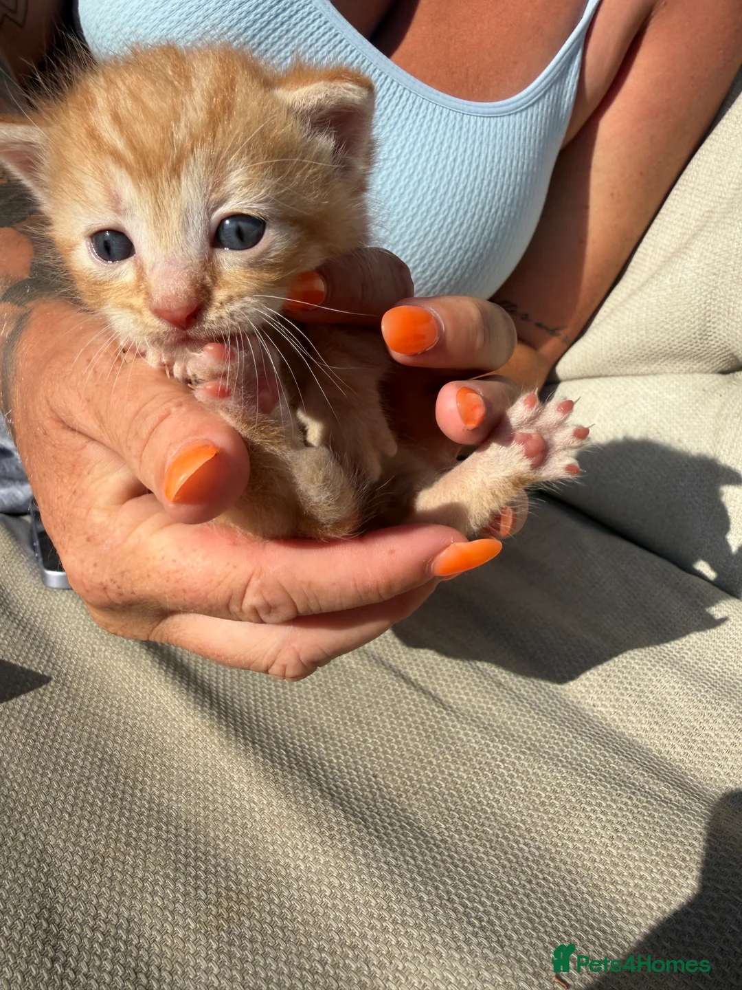 Mixed Breed cats for sale: 4 beautiful kittens for sale - Advert 10