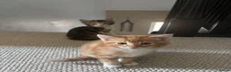 Mixed Breed cats for sale: 2 boys and 1 girl kittens available  in Farnham - Advert 6