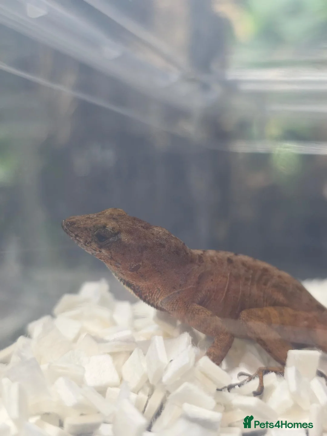 Anole reptiles for sale: Anolis sagrei  - Advert 6