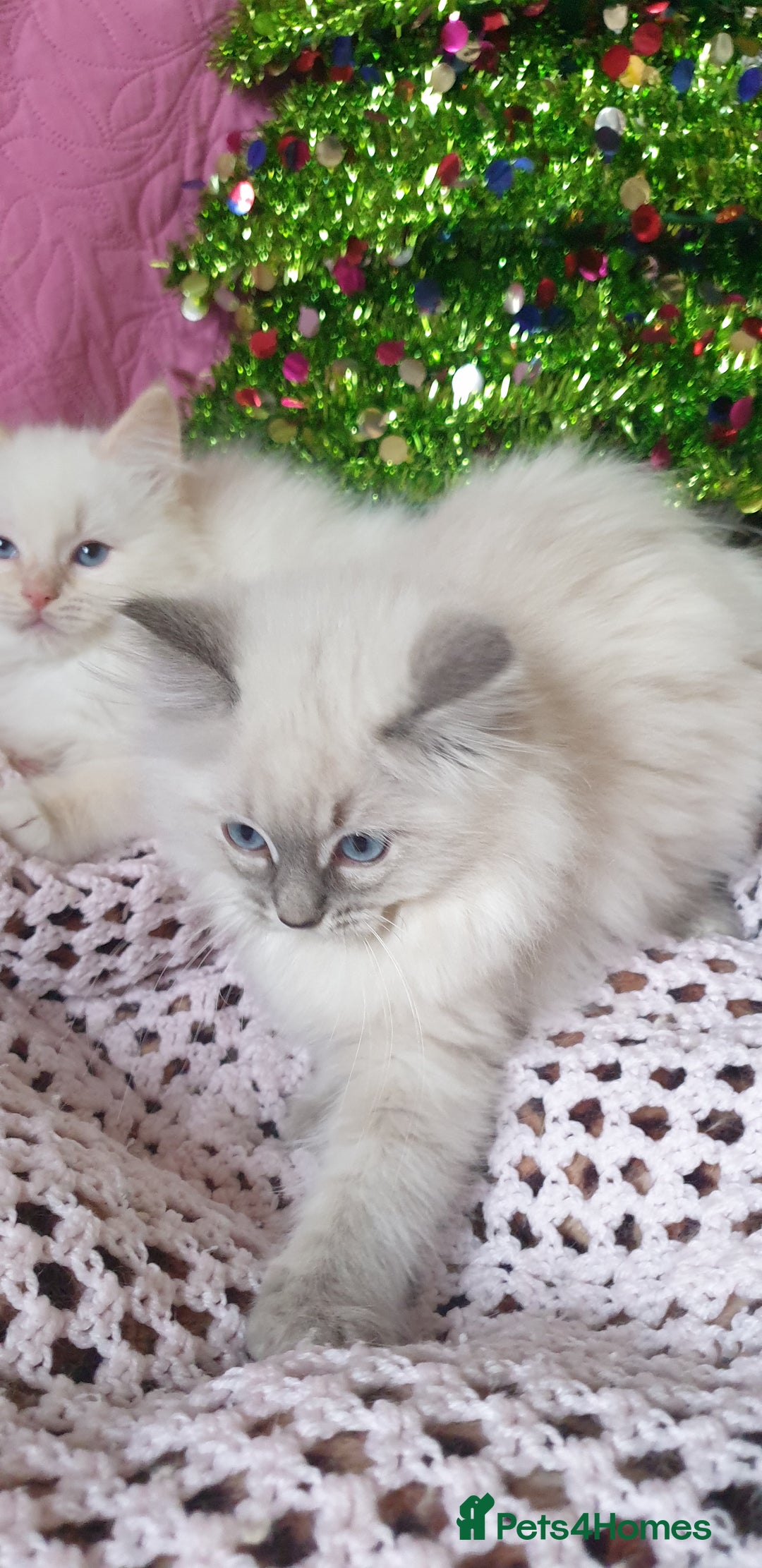 Ragdoll cats for sale: 💗Stunning GCCF registered Ragdoll Kittens. - Advert 9
