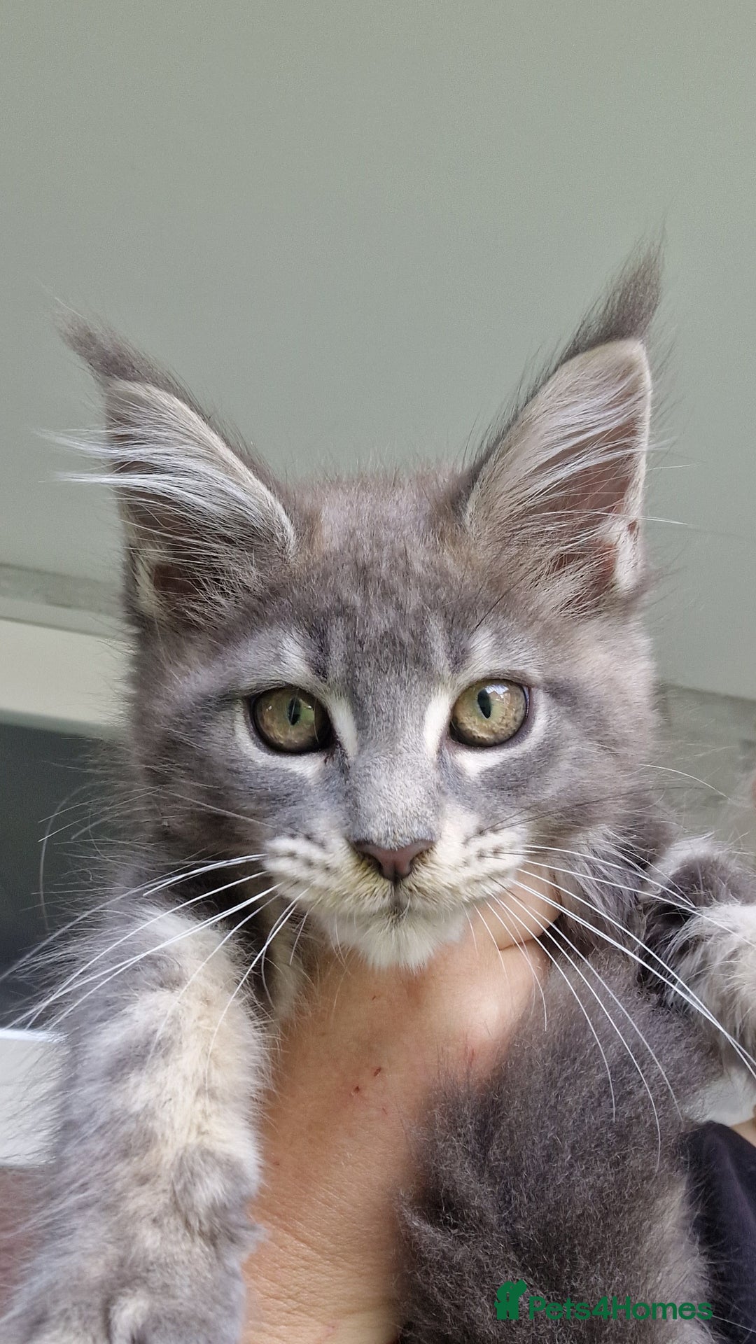 Maine Coon cats for sale: Maine coon kittens  - Image 16