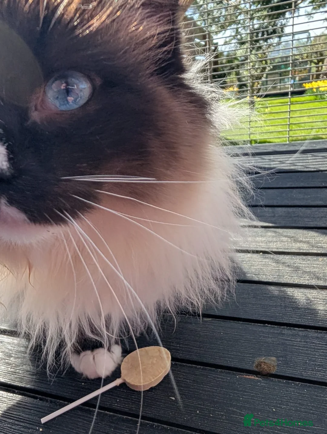 Ragdoll cats for stud: Ready for Srud - Advert 9