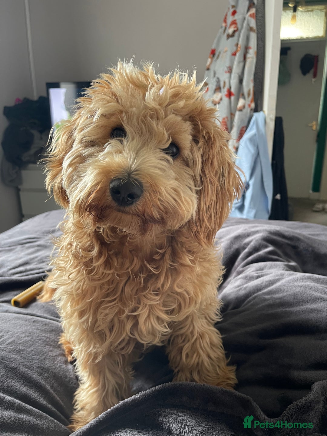 Cockapoo dogs for stud: Healthy Cockapoo Stud Available –Sheffield Travel - Image 11