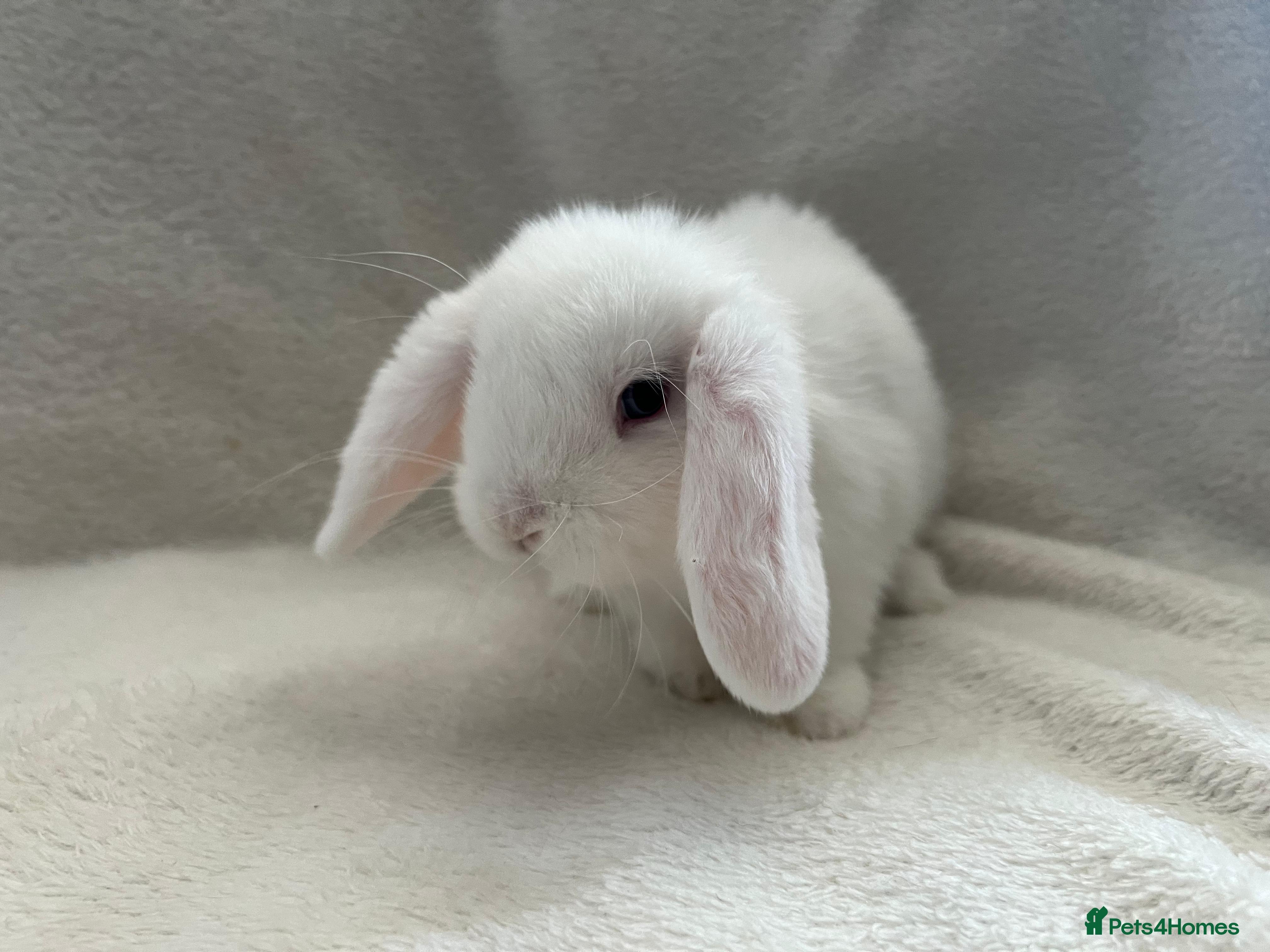 Mini Lop rabbits Mini Lops - only one white boy remaining!  - Advert 16