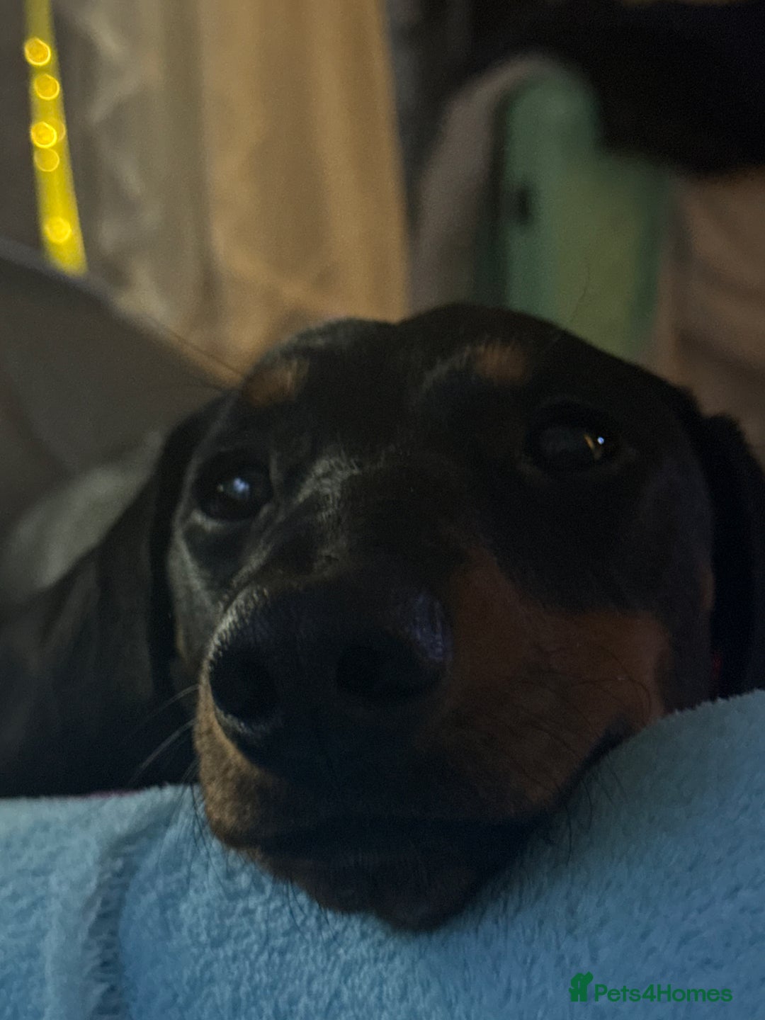 Dachshund dogs for sale: Male Dachshund - Advert 4