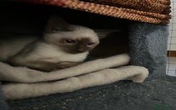 Siamese cats for sale: Siamese chocolate kittens - Image 11