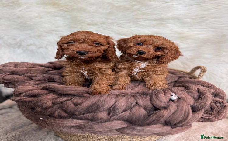 Cavapoo dogs - Advert 6