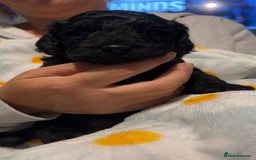 Cockapoo dogs for sale: Clarissa - Image 2