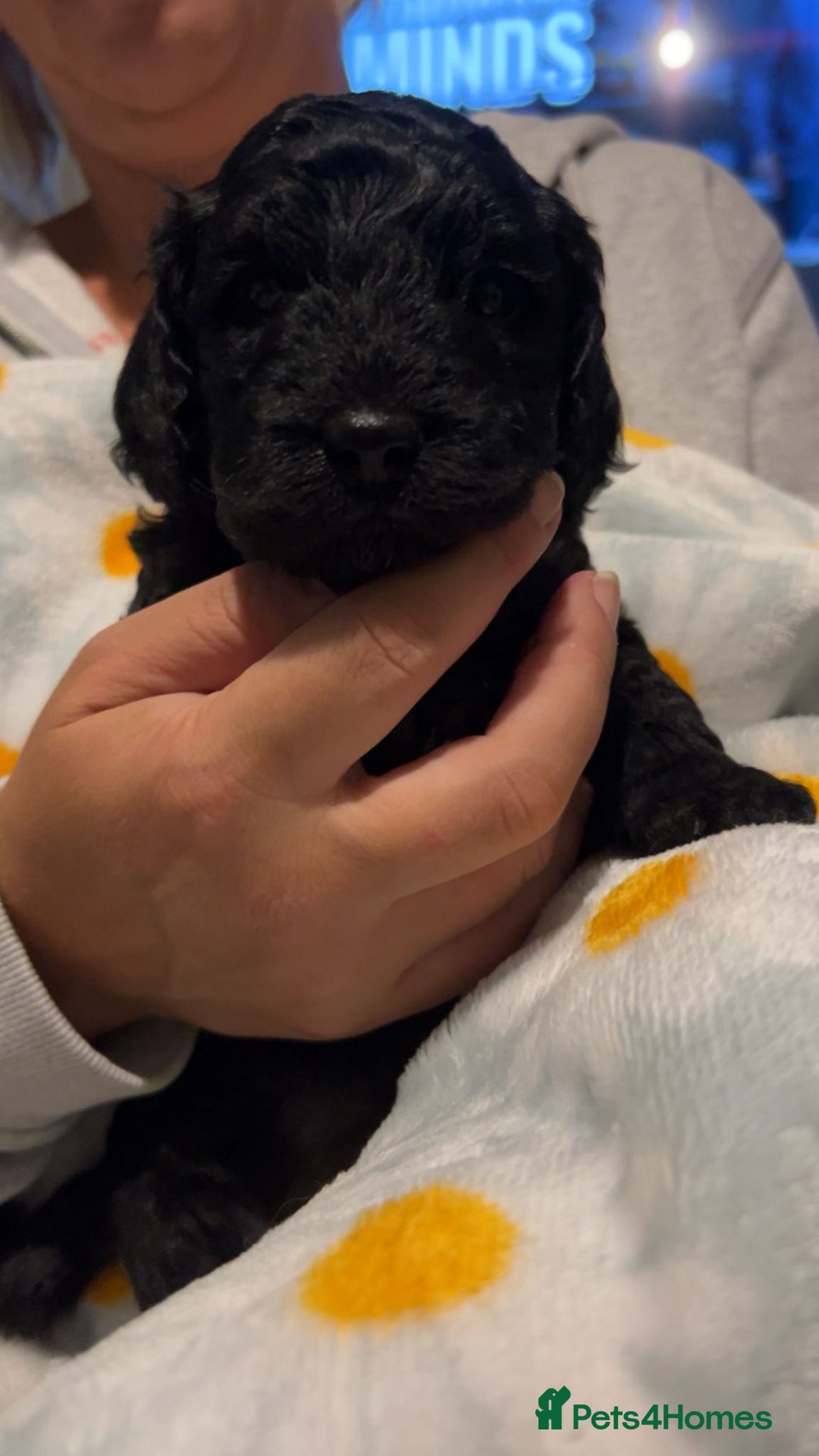 Cockapoo dogs for sale: Clarissa - Image 2