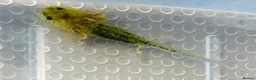Axolotl reptiles for sale: Axolotl Babies  - Advert 9