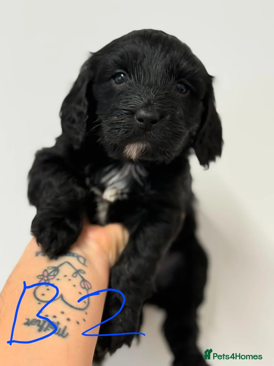 Cockapoo dogs for sale: Toy Cockapoos  - Advert 2