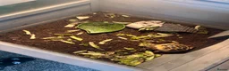 Hermann Tortoise reptiles for sale: Tortures  in Corby - Advert 4