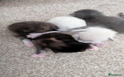 Ragdoll cats for sale: Beautiful ⅞ ragdoll kitten DNA tested clean - Image 12