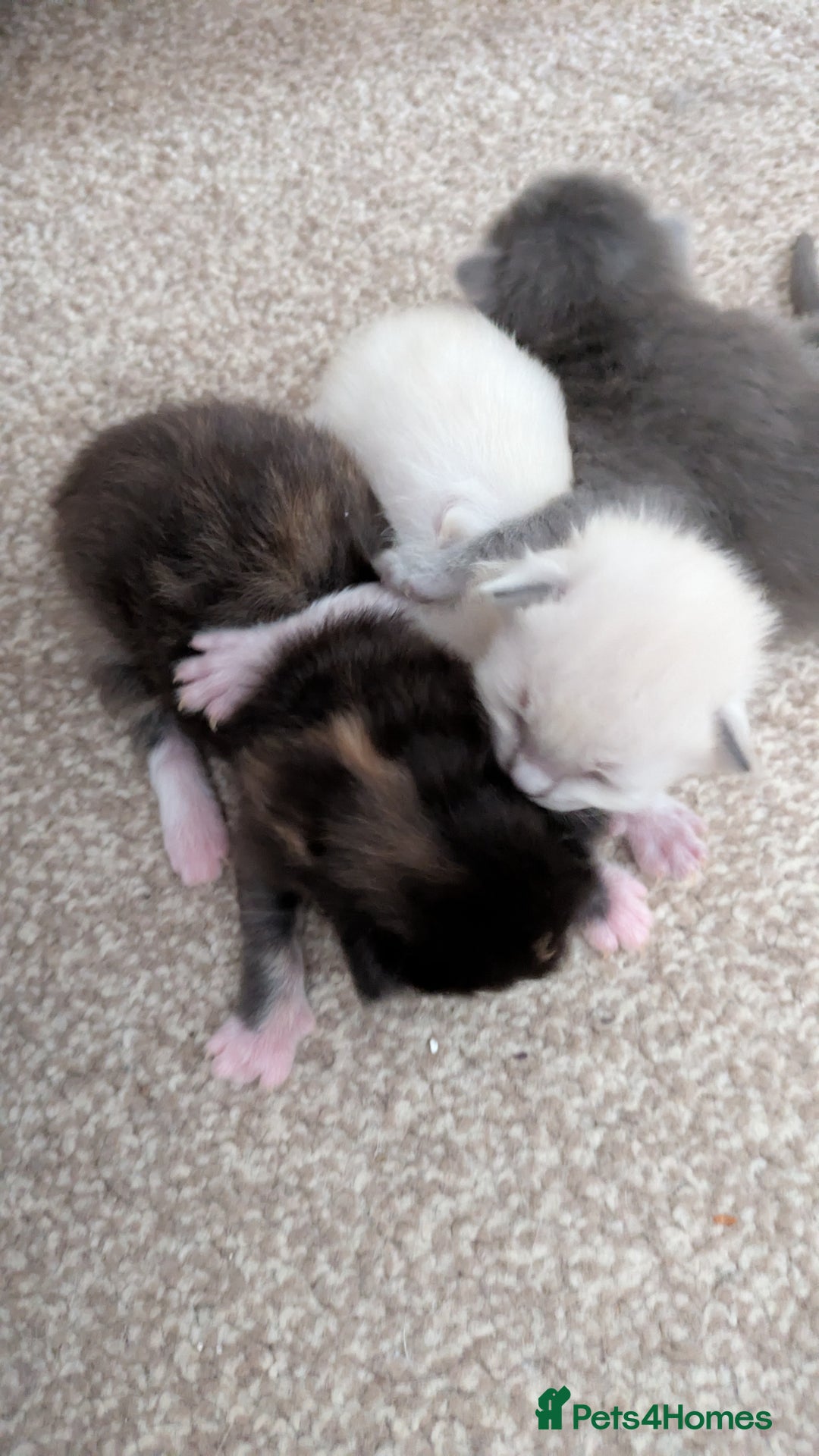 Ragdoll cats for sale: Beautiful ⅞ ragdoll kitten DNA tested clean - Image 12