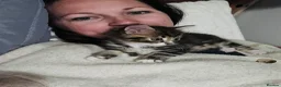 Domestic Shorthair cats for sale: Gorgeous male kitten  - Advert 3