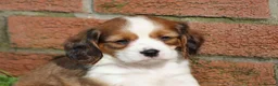 Cavachon dogs for sale: Beautiful Cavachon puppies for sale - Advert 13