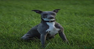 Whippet dogs - Advert 13
