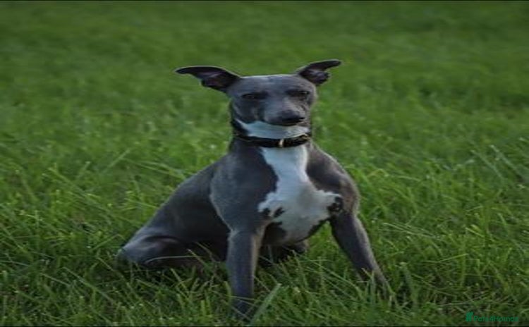 Whippet dogs - Advert 3