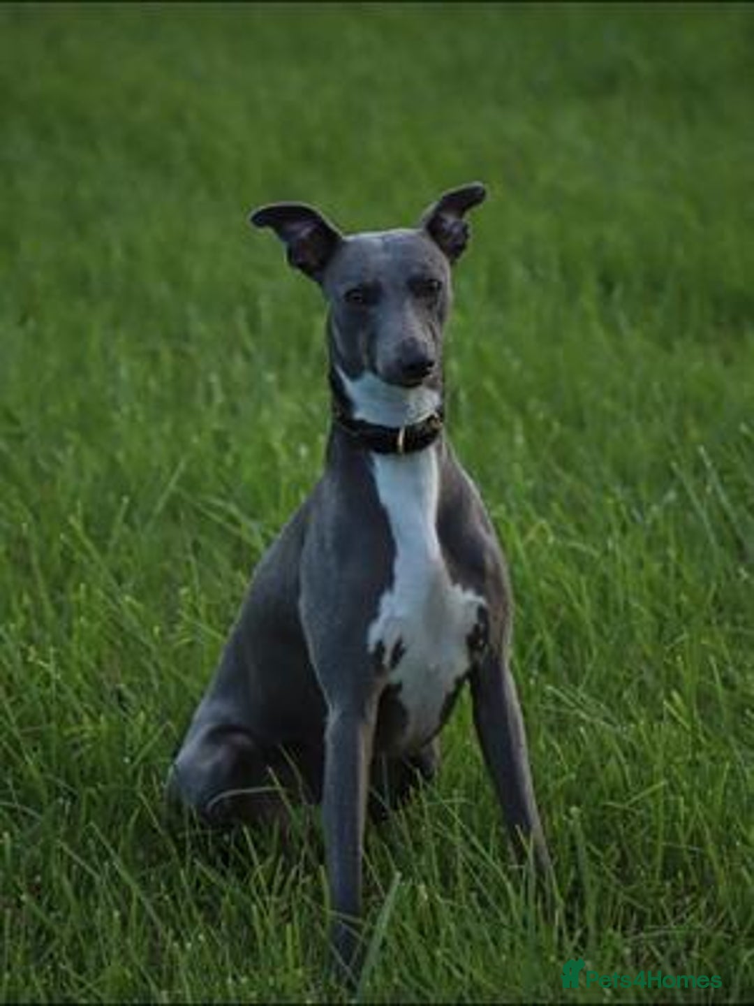 Whippet dogs for sale: Whippet puppies Ready soon! 5 BOYS left  - Image 10