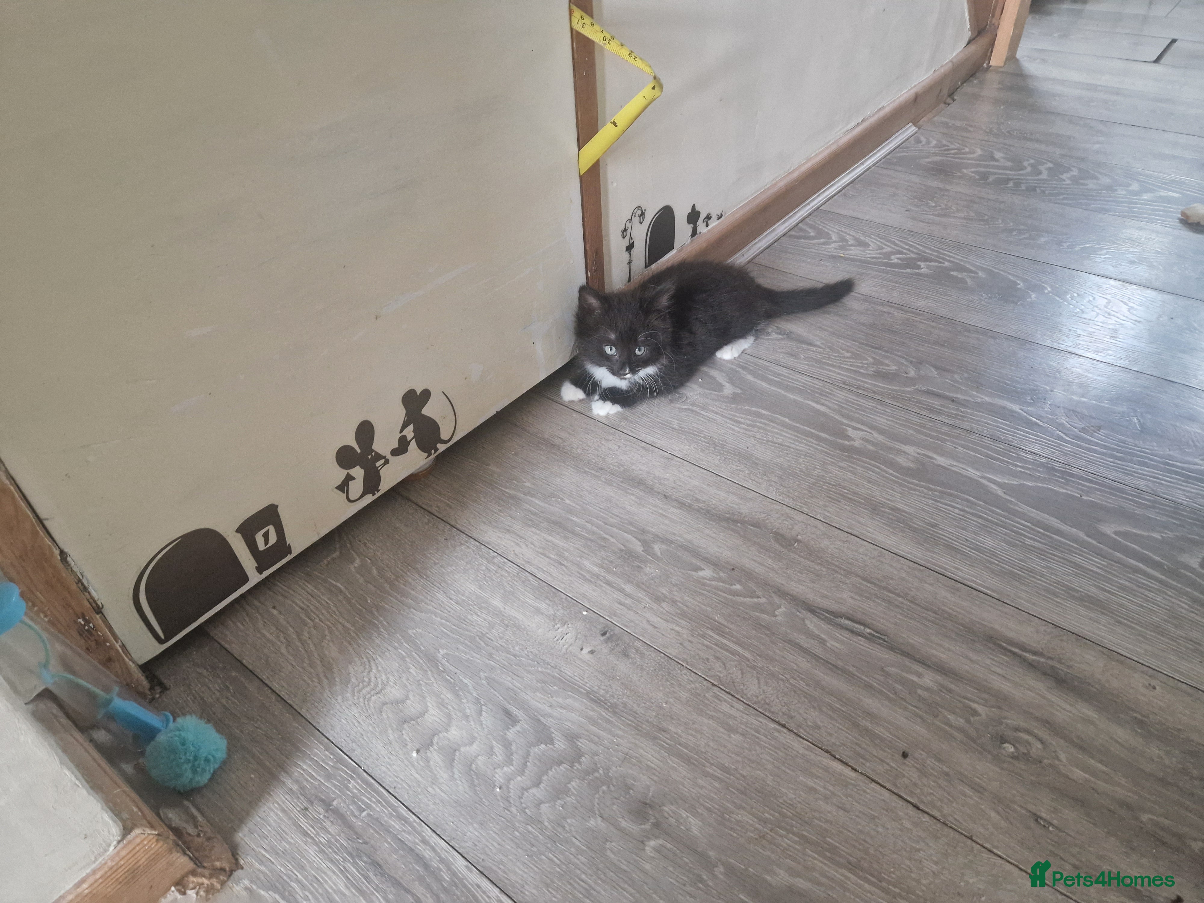 Mixed Breed cats for sale: 4 kitten  - Advert 18