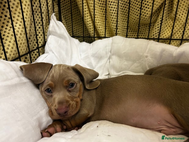 Miniature Dachshund dogs - Advert 15