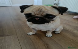 Pug dogs for sale: 18 month old pug looking for for a new home - Image 2