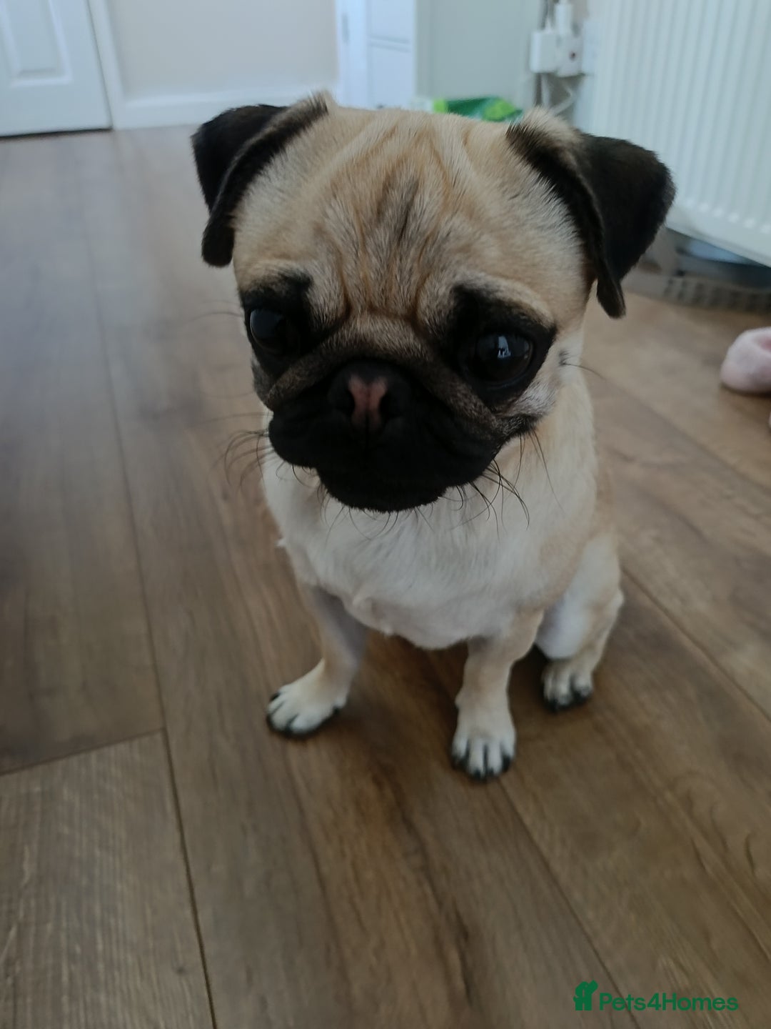 Pug dogs for sale: 18 month old pug looking for for a new home - Image 2